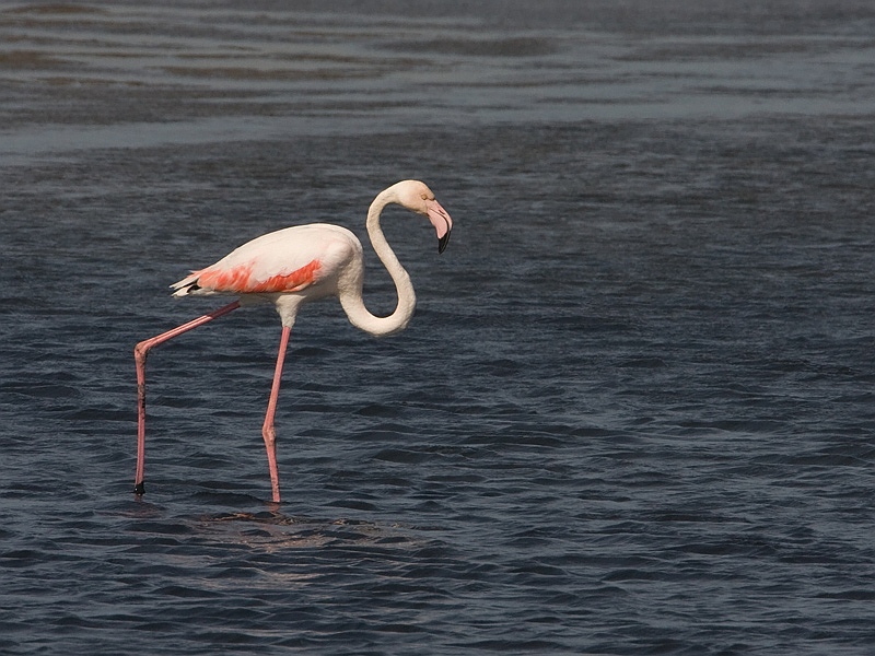 Phoenicopterus ruber Flamingo Greater Flamingo